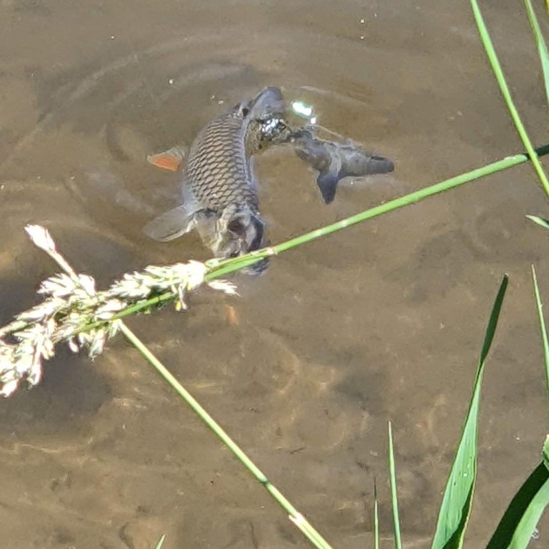 Fisch im Wasser - Unterwasserwelt